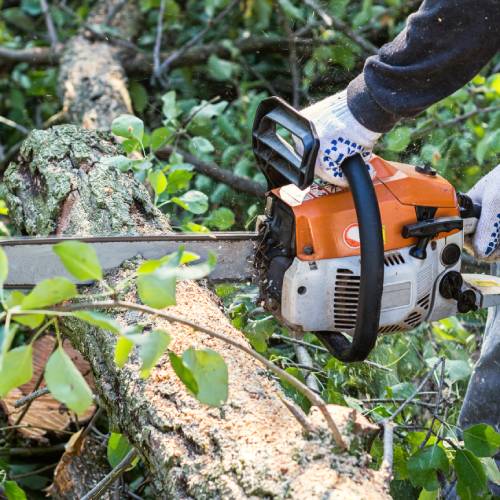 Tree Removal